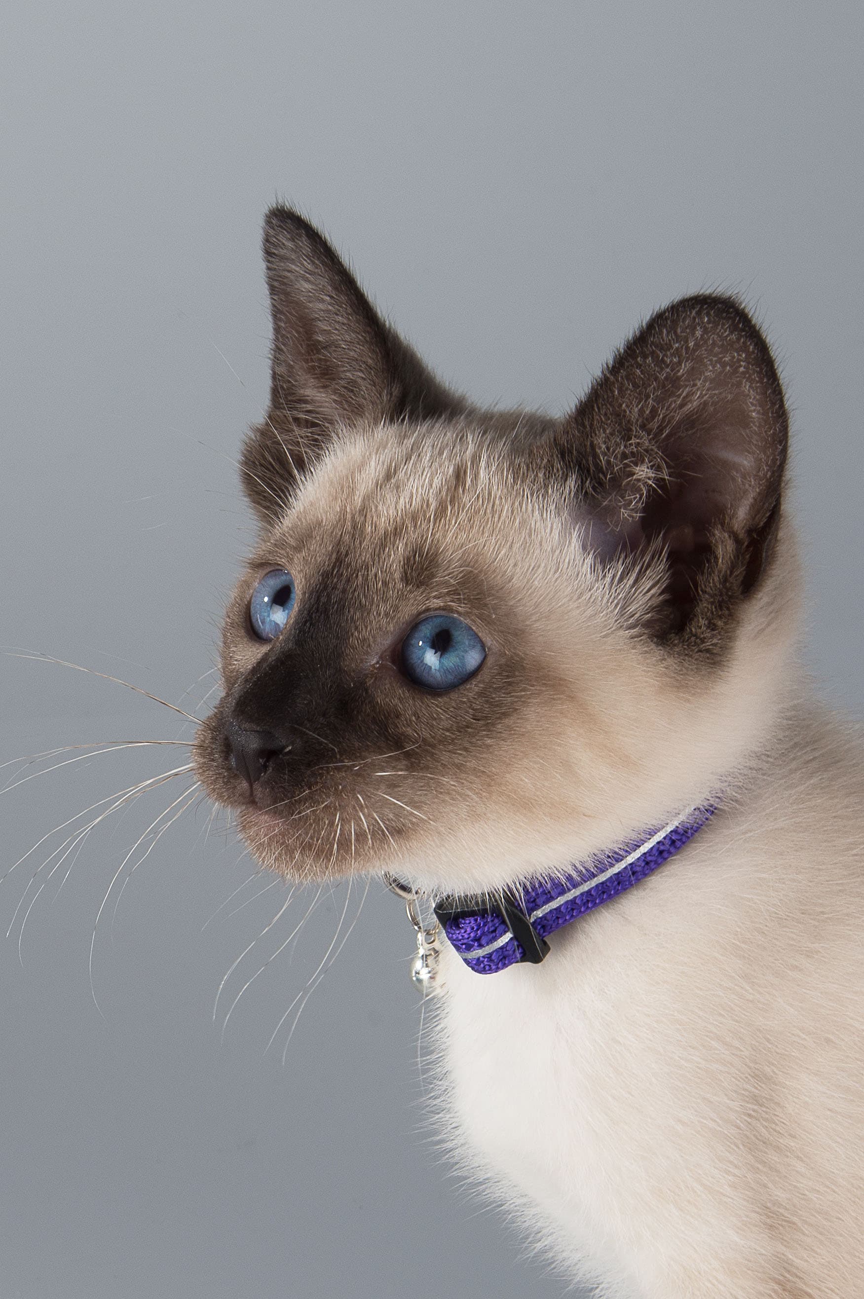 Rogz AlleyCat