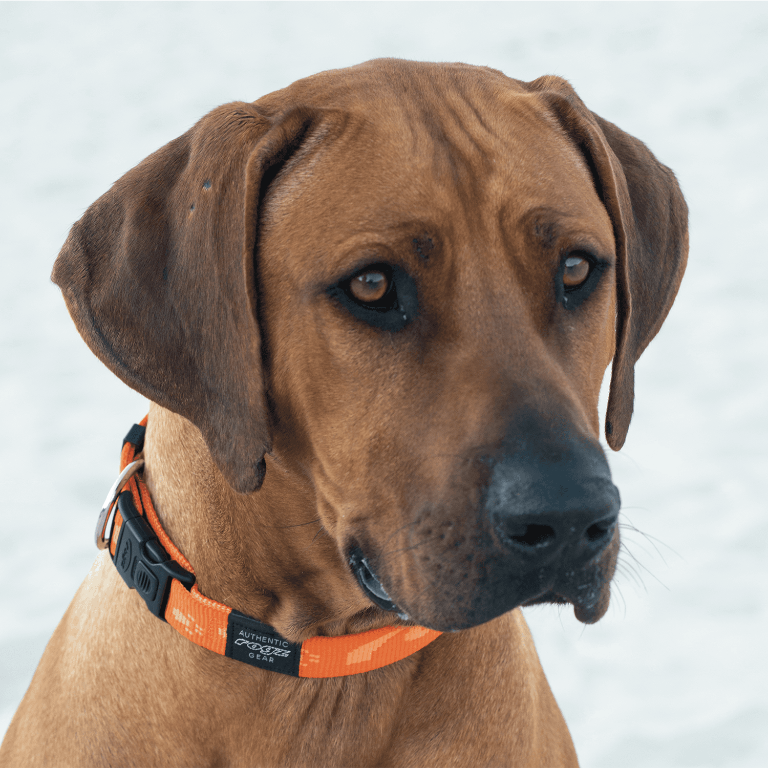 Rogz Alpinist Classic collar