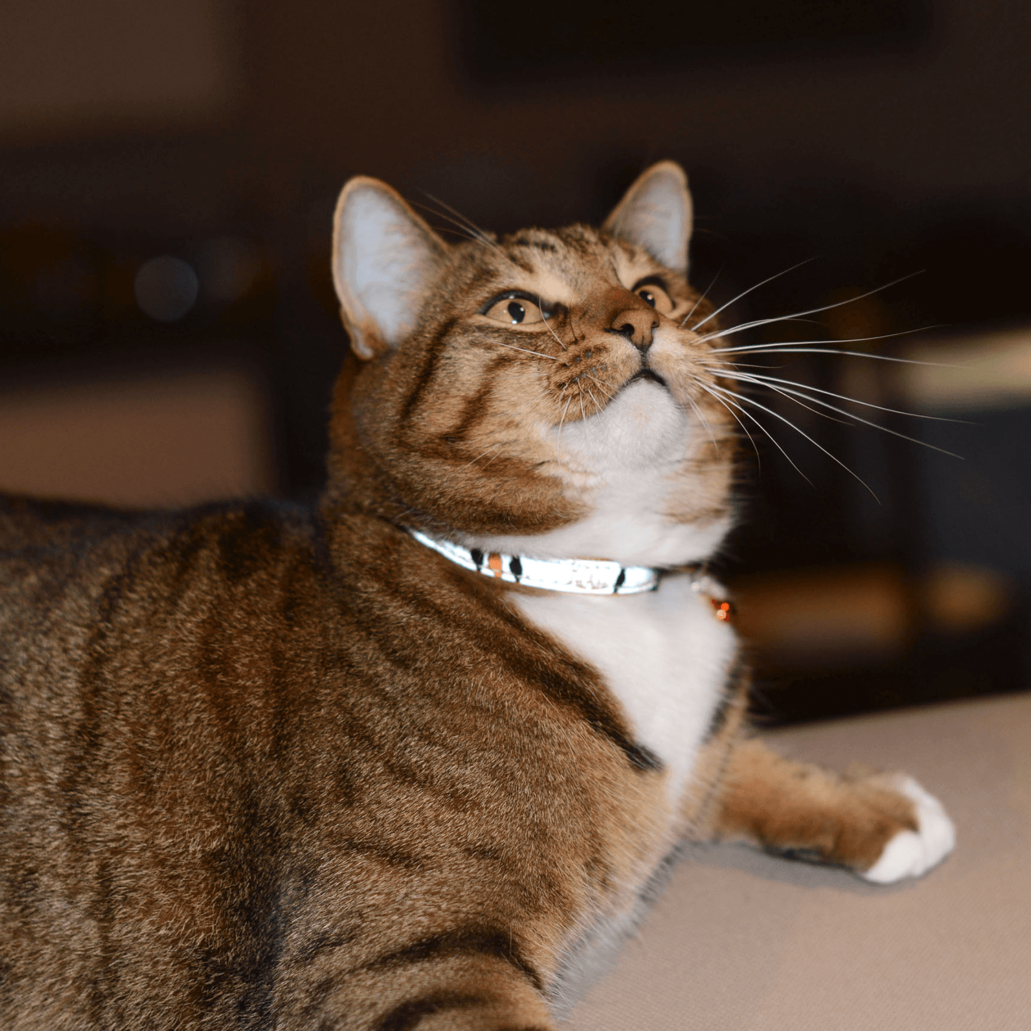 Rogz NightCat