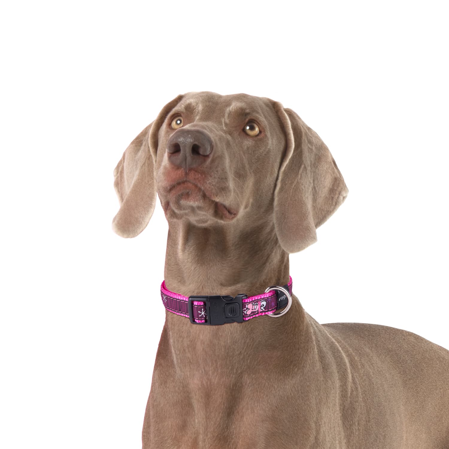 Rogz FancyDress Collar
