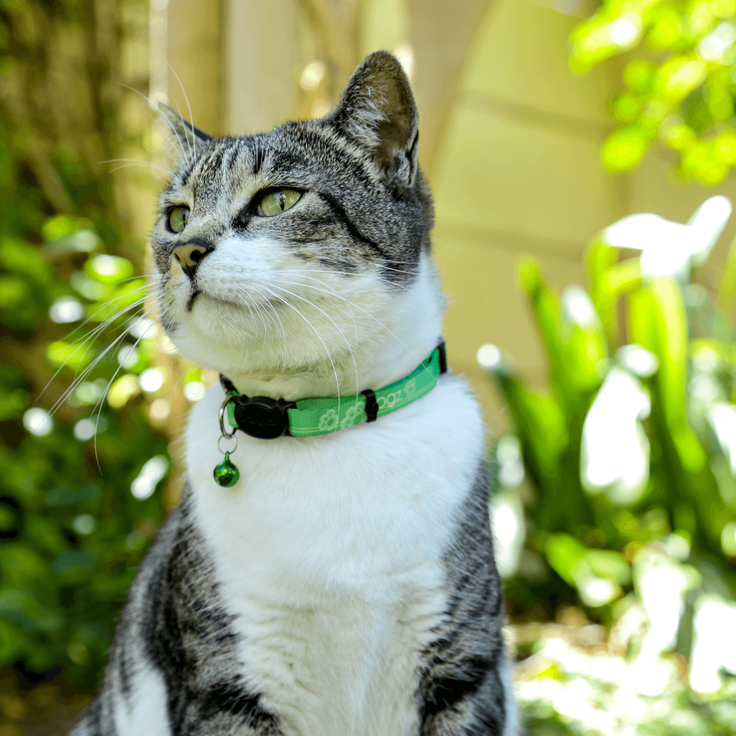 Rogz KiddyCat collar