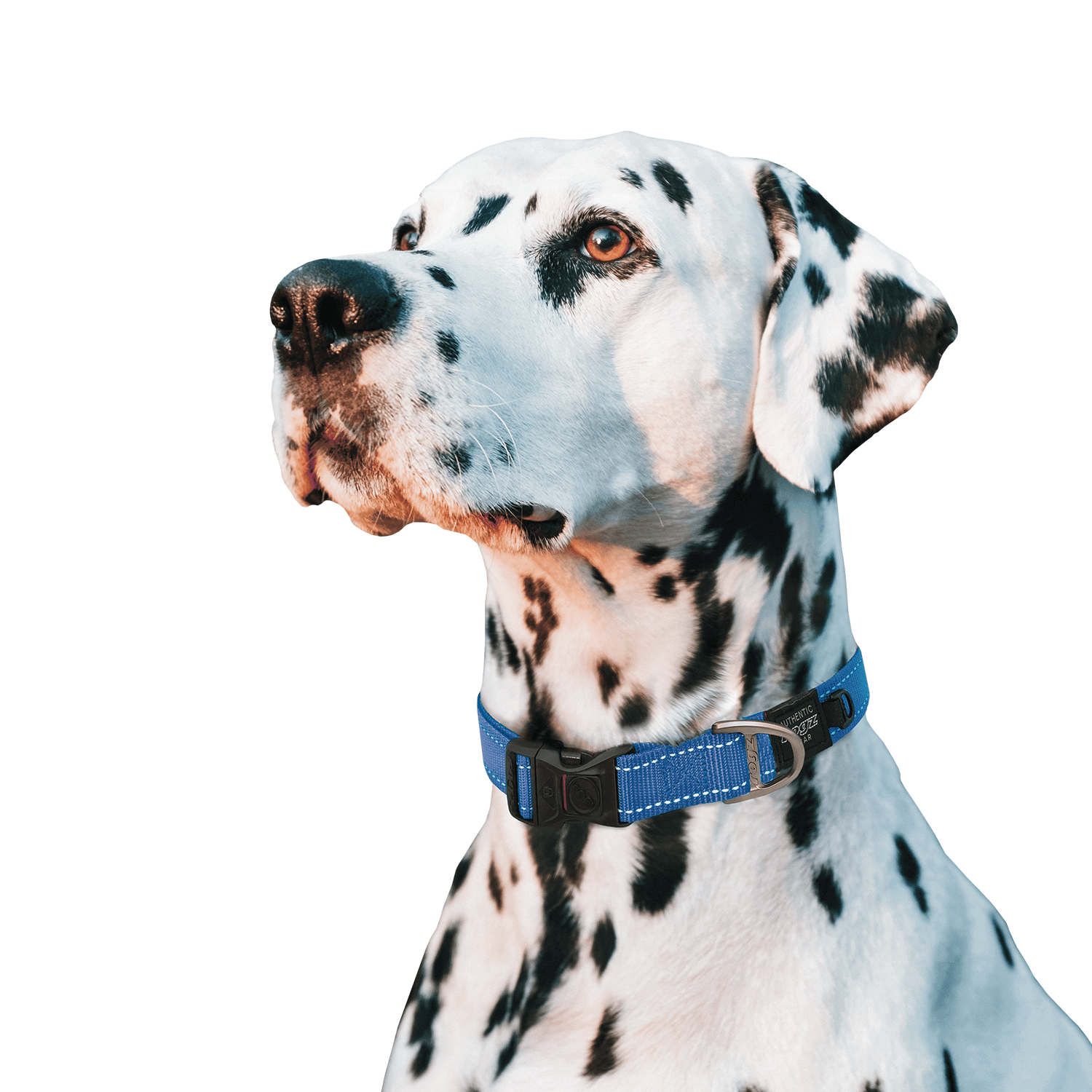 Rogz Utility Collar