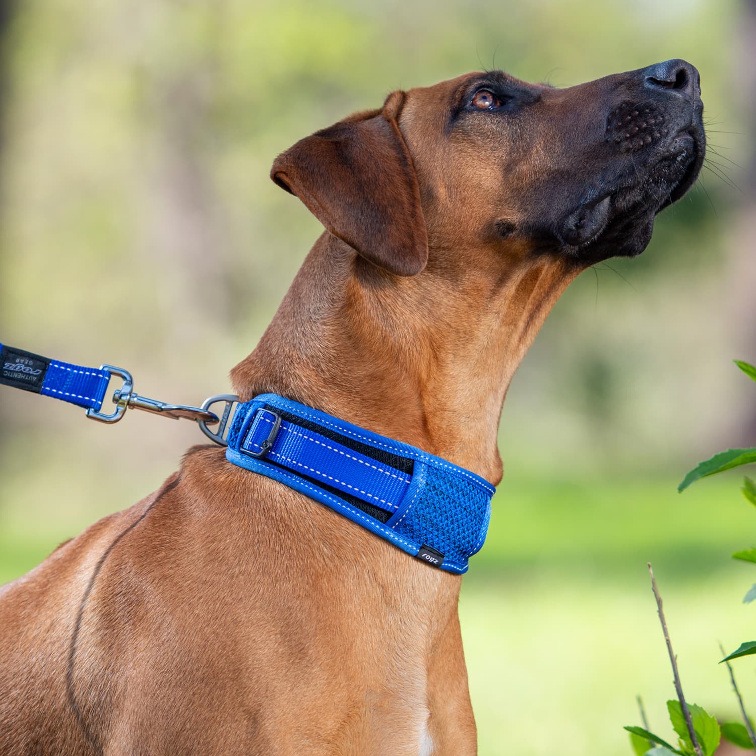 Rogz Utility Padded Collar (for big dogs)