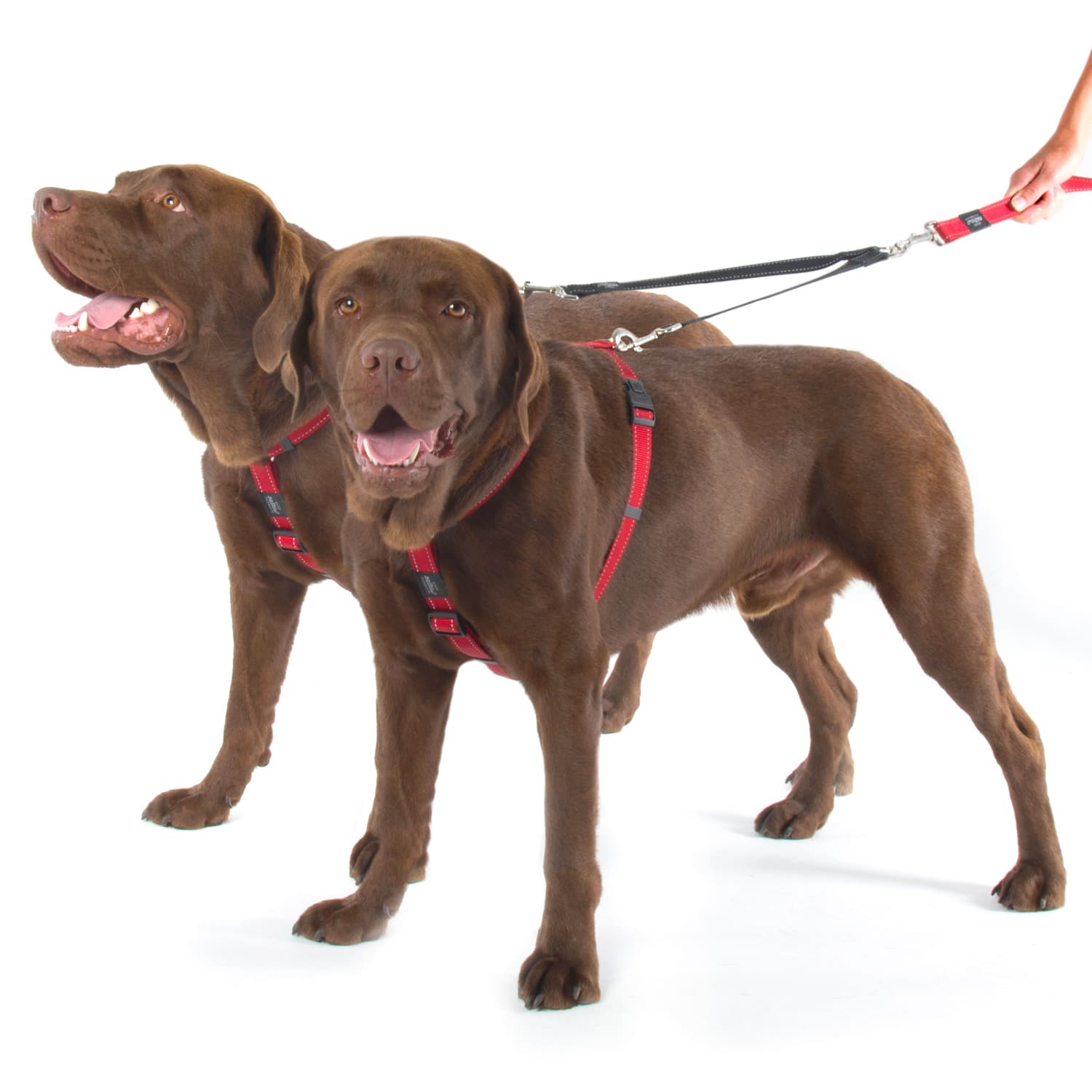 Rogz Utility Double Split Lead