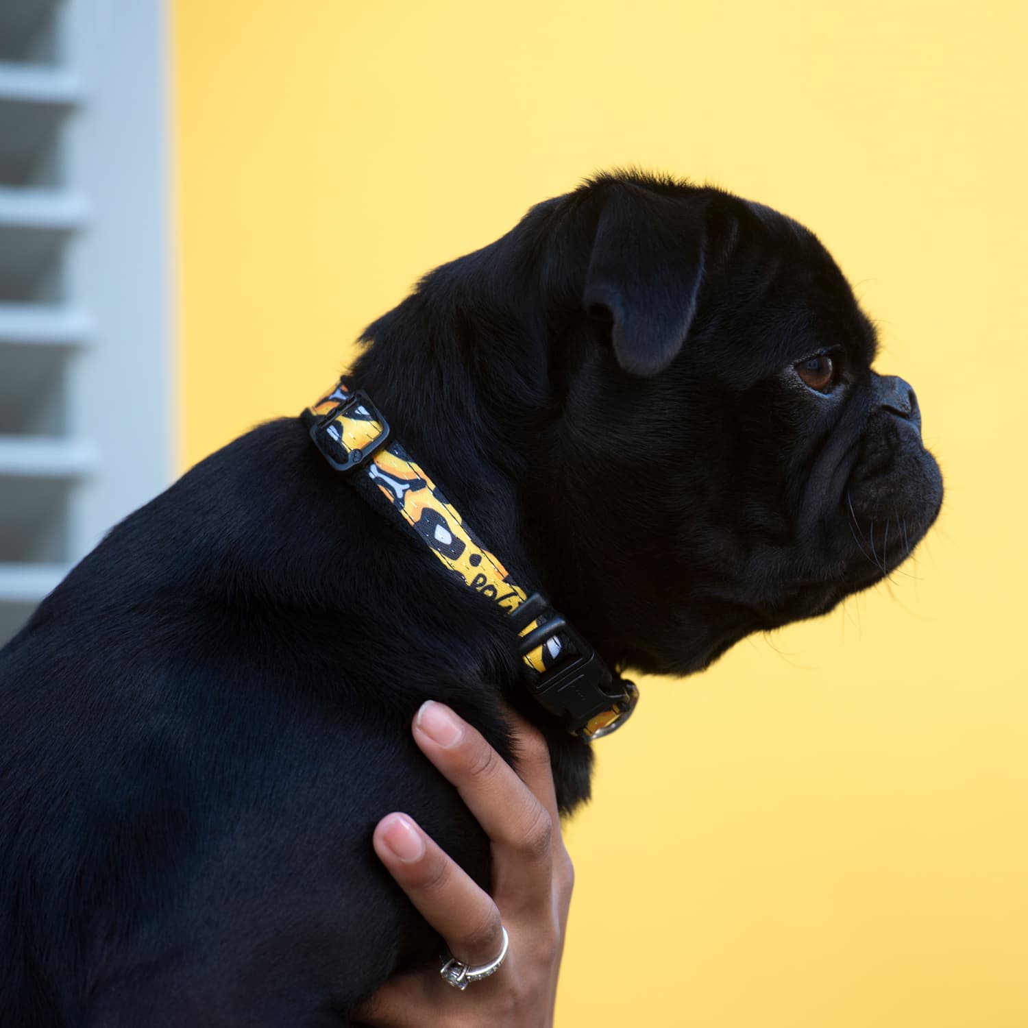 Rogz Fashion collar (for small dogs)