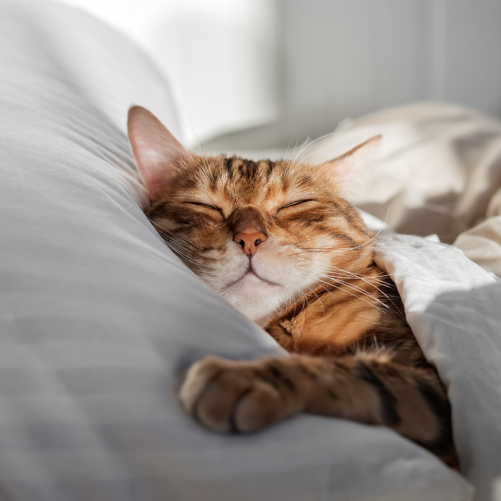 Beds (Cats 🐈)