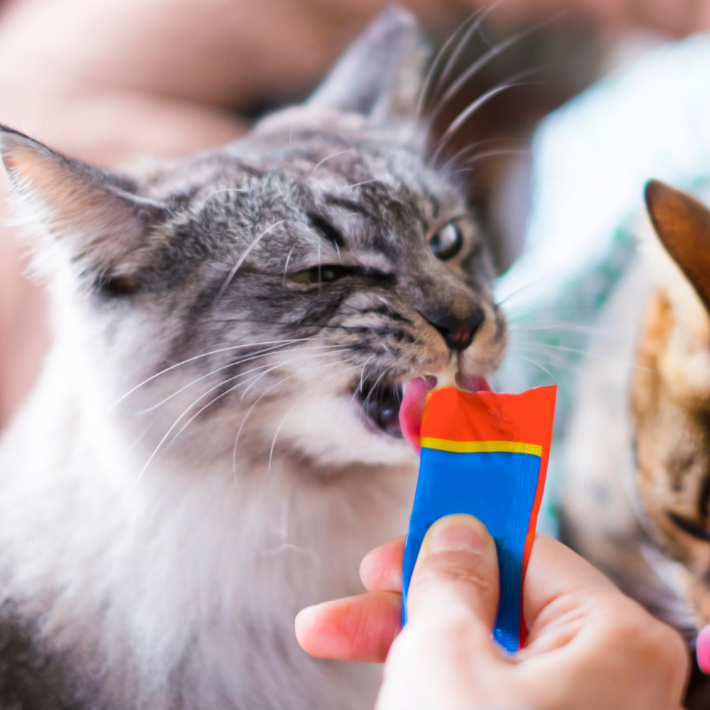 Enrichment (Cats 🐈)