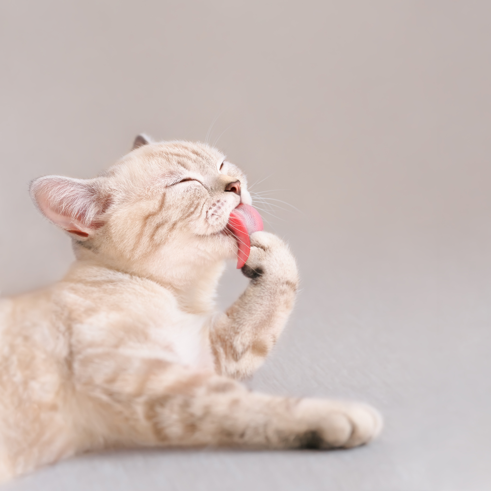 Grooming (Cats 🐈)
