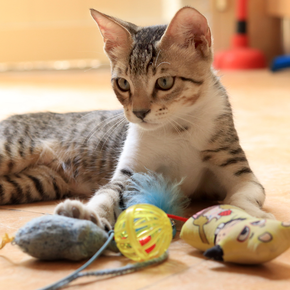 Toys (Cats 🐈)