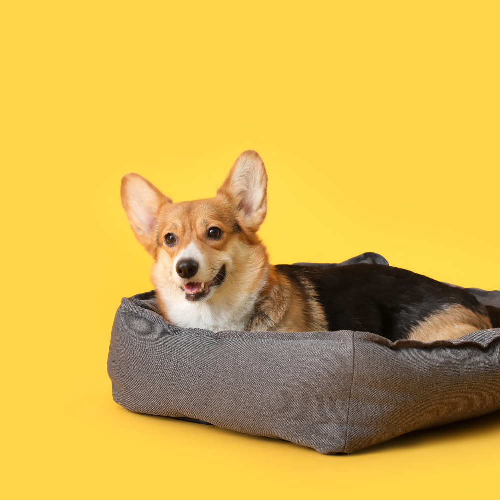 Beds (Dogs 🐕)