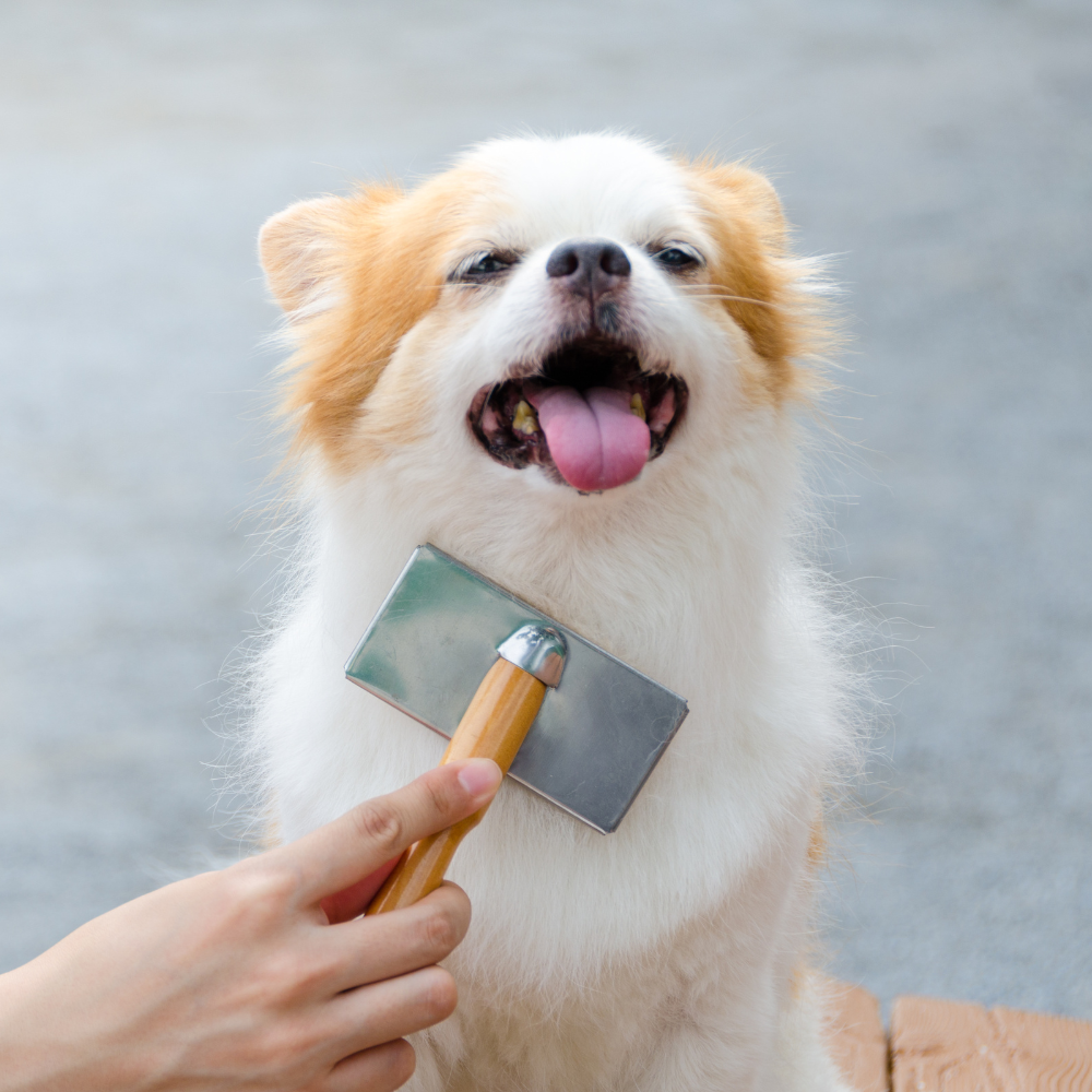 Grooming (Dogs 🐕)
