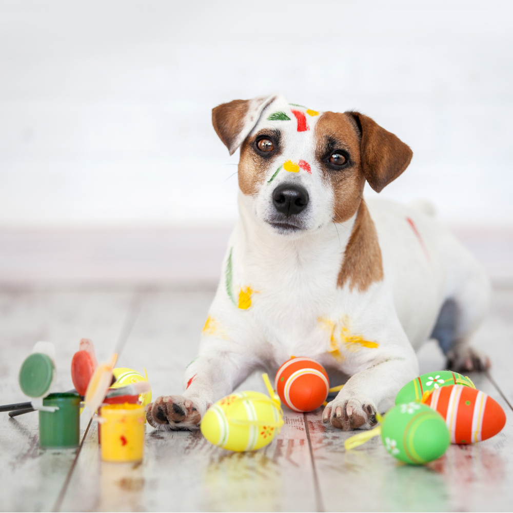 Toys (Dogs 🐕)