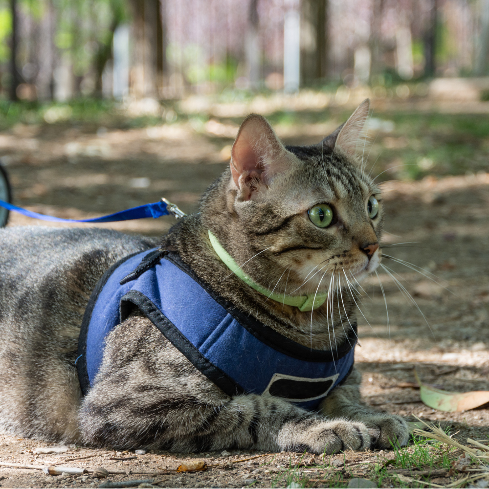 Collars, leads and harnesses (Cats 🐈)