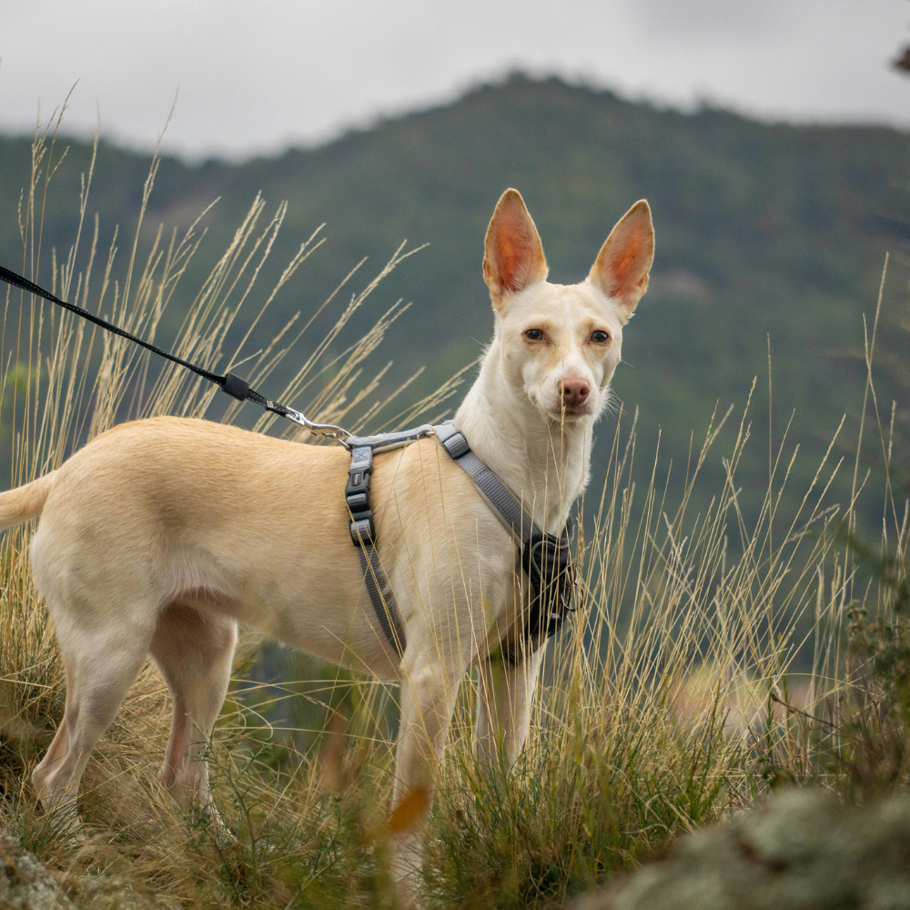 Collars, leads and harnesses (Dogs 🐕)